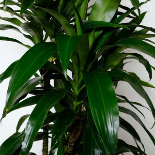 6' tall dracaena lisa Dracaena 'Lisa'