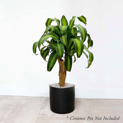 Dracaena massangeana - 8" POT