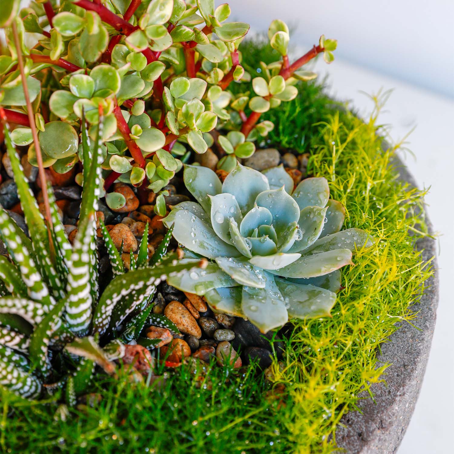 roger's gardens succulents Assorted Succulents in 13'' Greystone Bowl – Roger's Gardens