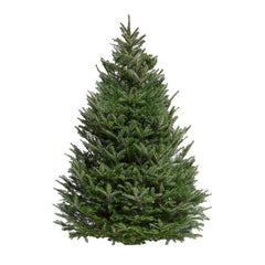 Premium Emerald Fir 5-6 Ft
