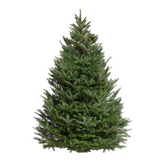 Premium Emerald Fir 7-8 Ft