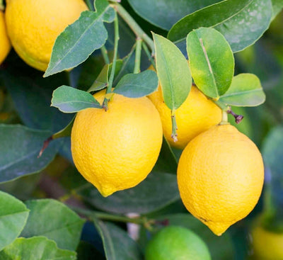 Lemon 'Eureka' Standard - 5 Gallon
