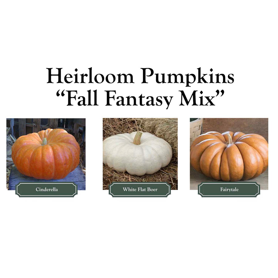 Fall Fantasy Mix heirloom pumpkin palette
