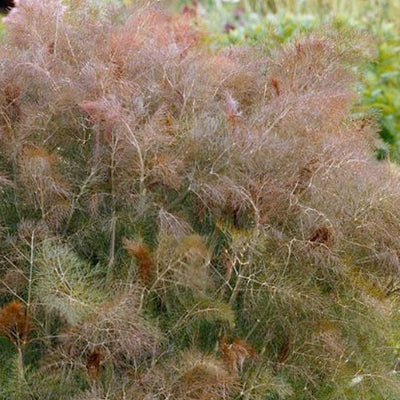 Fennel 'Bronze' - 4" Pot