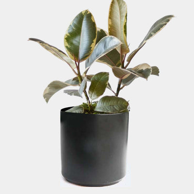Ficus decora 'Tineke' - Rubber Tree - 4" POT