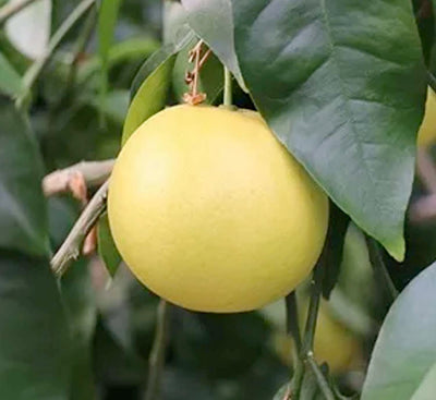 Grapefruit 'Flame' Standard - 5 Gallon