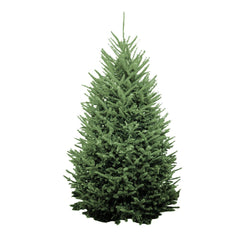 Premium Fraser Fir 8-9 Ft