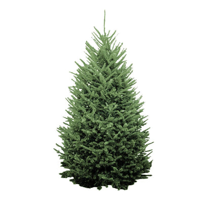 Premium Fraser Fir 8-9 Ft