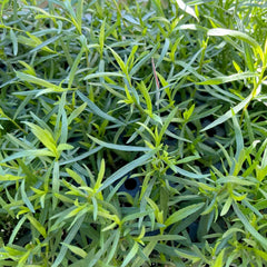 French Tarragon - 4