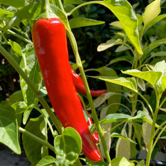 Garden Salsa - 4