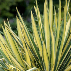 Yucca 'Golden Sword' - Golden Sword Yucca - 2 Gallon