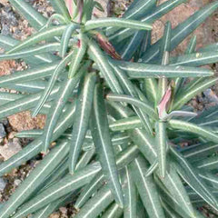 Gopher Spurge - 4
