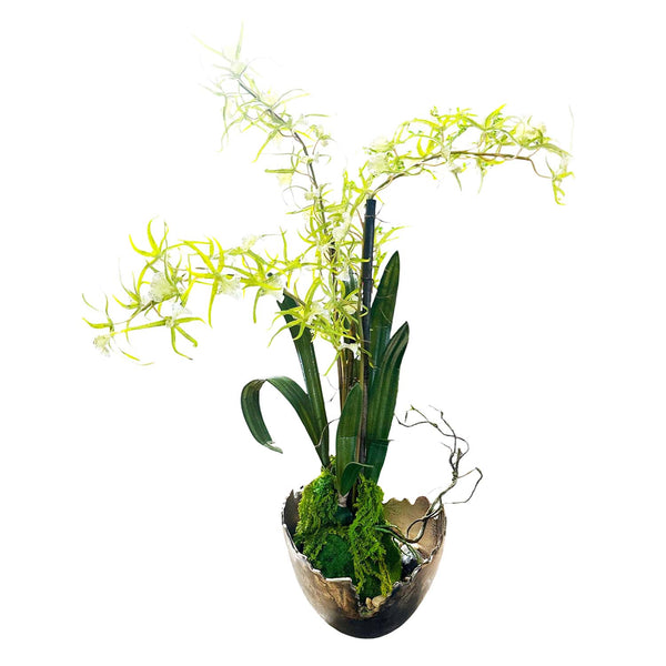 brassia indoor plant Faux Green Brassia Orchids Bronze Bowl – Roger's Gardens