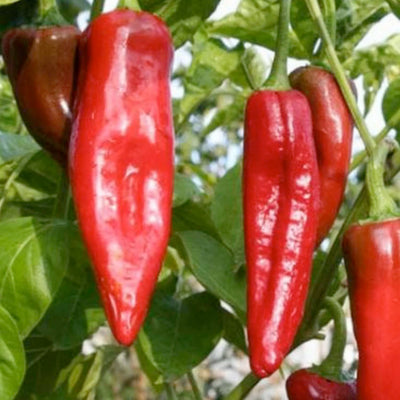 Hatch Big Jim - 4" Pot