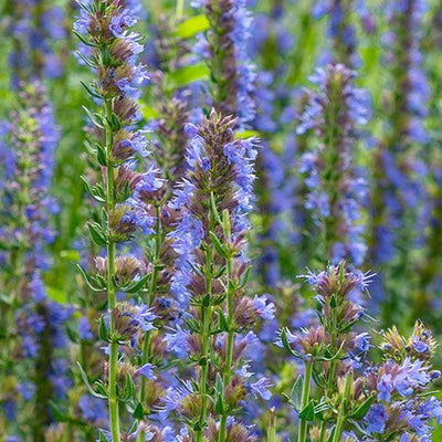 Hyssop 'Blue' - 4" Pot