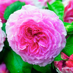 James Galway - 5 Gallon