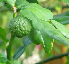 Lime 'Kieffer' Semi-Dwarf - 5 Gallon