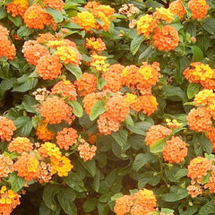 LANTANA 'FIESTA PALOMA' - BUSH LANTANA - 1 GALLON