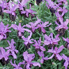 Lavender 'Blueberry'