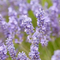 Lavender 'Dutch Grosso'