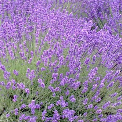 Lavender 'Dutch Provence' - 4" Pot
