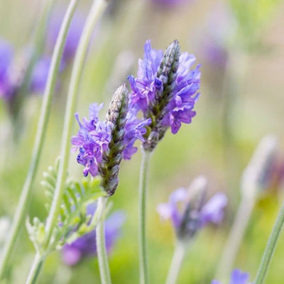 Lavender 'Fernleaf Buchi' - 4" Pot