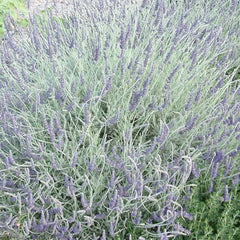 Lavender 'Goodwin Creek'
