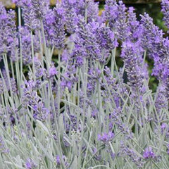 Lavender 'Silver Sands'