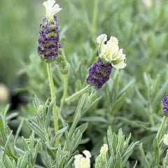 Lavender 'Spanish Anouk White'