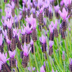 Lavender 'Spanish Otto Quast'