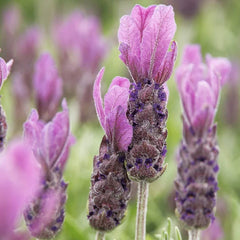 Lavender 'Spanish Primavera' - 4