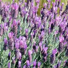 Lavender 'Spanish Silver Anouk' - 4