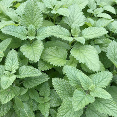 Lemon Balm - 4