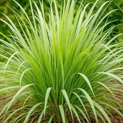 Lemon Grass - 4
