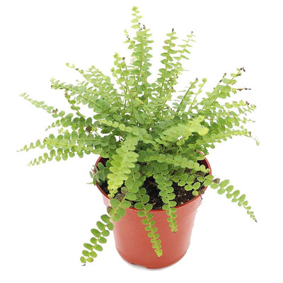 Lemon Button Fern - 4"
