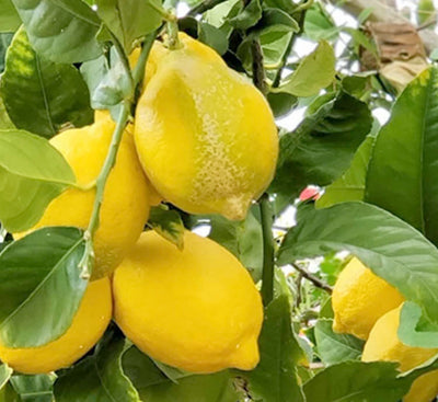 Lemon 'Lisbon' Standard - 2 Gallon