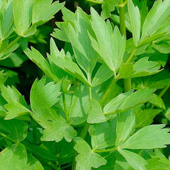 Lovage - 4