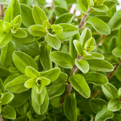 Marjoram - 4