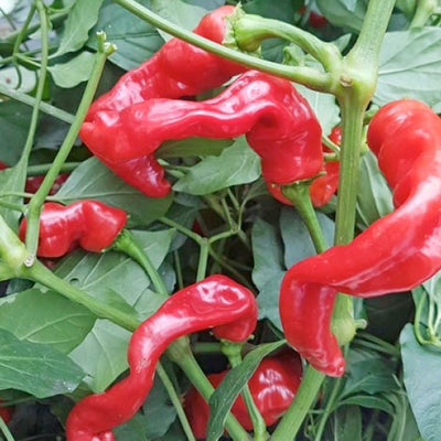 Maule's Red Hot - 4" Pot