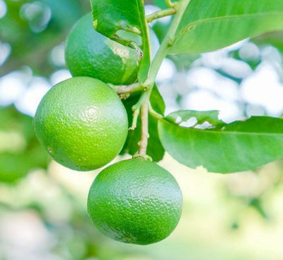 Lime 'Mexican-Key' Standard - 15 Gallon