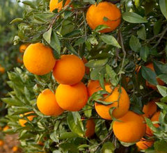 Orange 'Midnight Valencia' Standard - 15 Gallon
