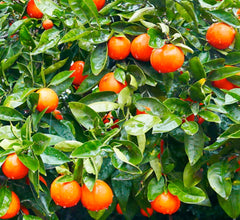 Tangelo 'Minneola' Standard - 5 Gallon