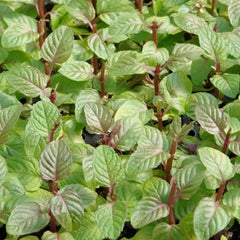 Mint 'Berries & Cream' - 4