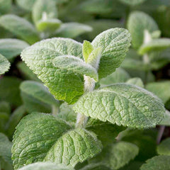 Mint 'Apple' - 4