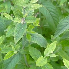Mint 'Asian' - 4