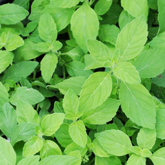 Mint 'Banana' - 4