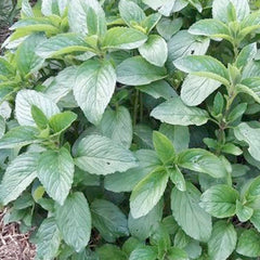 Mint 'Basil' - 4