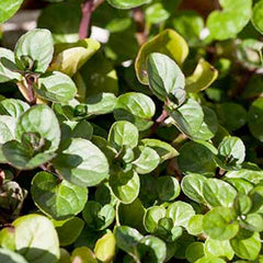 Mint 'Chocolate' - 4