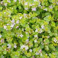 Mint 'Corsican' - 4