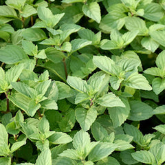 Mint 'Ginger' - 4